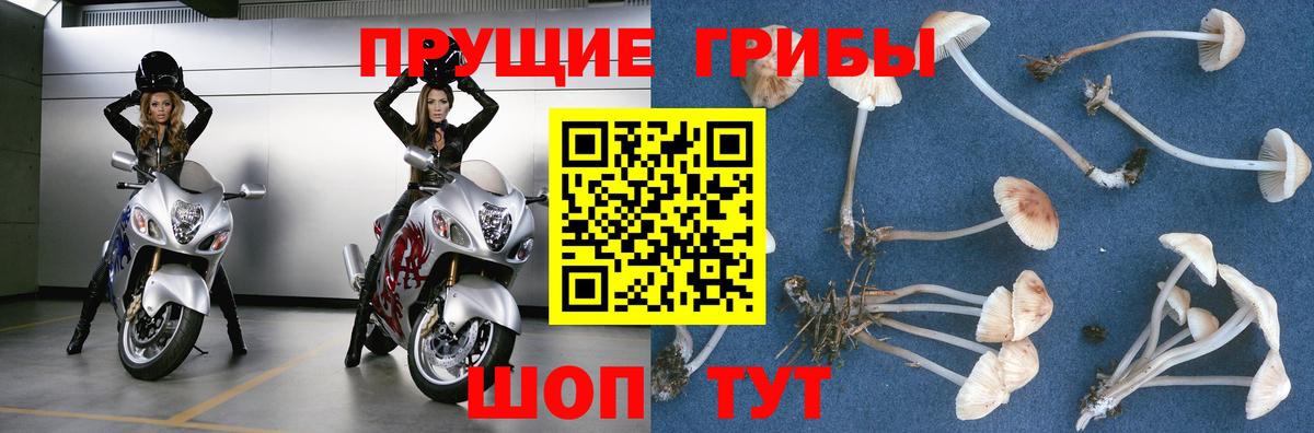 Галлюциногенные грибы MAGIC MUSHROOMS  Вход с VPN  Советская Гавань  Галлюциногенные грибы Cubensis 